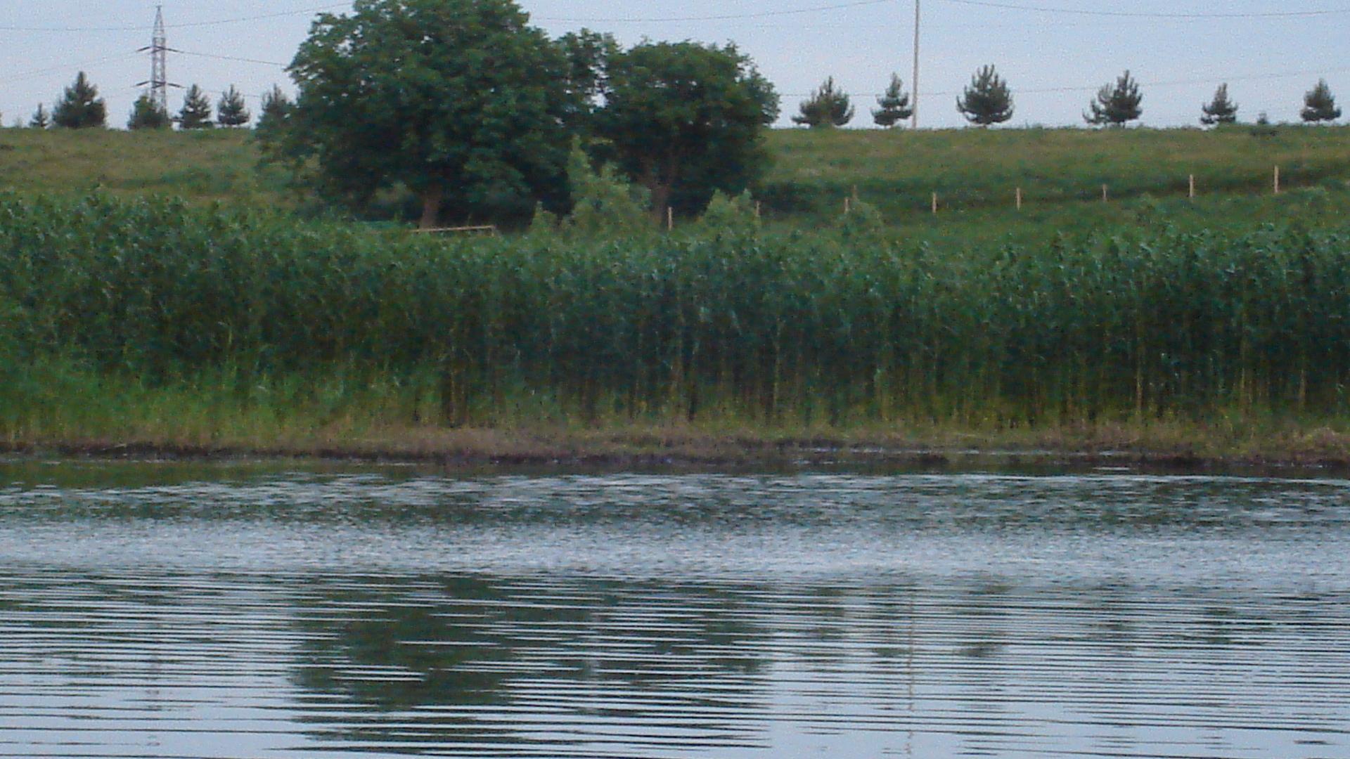 tancabesti - dsc04292.JPG